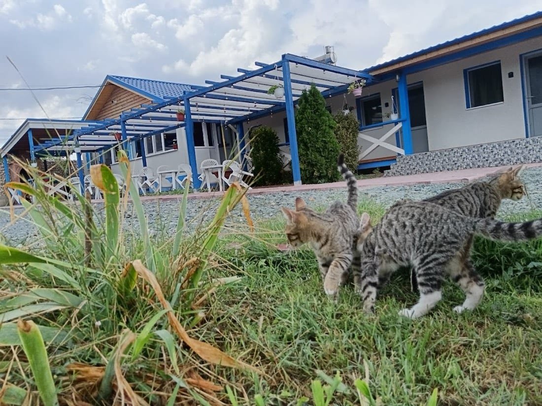 Pensiunea Blue House Vadu 2