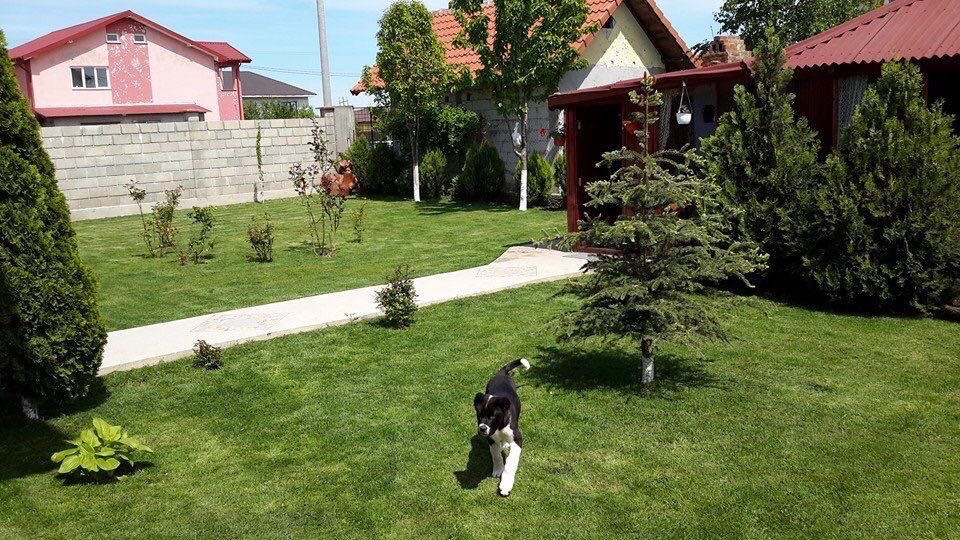 Vila Lăcrămioara
